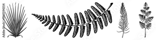 Botanical vector drawings of fern fronds and yucca leaves, detailed art, nature illustration, plant specimens, black and white graphic design.