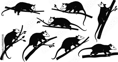 Opossum Climbing Tree Branch Silhouette Icon Set with Arboreal Marsupial Wildlife Animal Poses for Forest Nature Education Conservation Logos and Graphic Design Projects