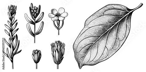 Vintage style botanical drawings of plant specimens, including stems, blossoms, and leaves, rendered in fine and hatching for texture and depth.