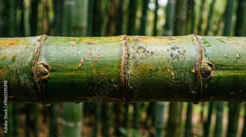 Bamboo stem close-up with segmented texture, green sustainable material detail.
