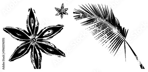 Black and white vector illustration of star anise spice and palm frond, stylized with distressed texture, botanical design, isolated elements for graphic use.