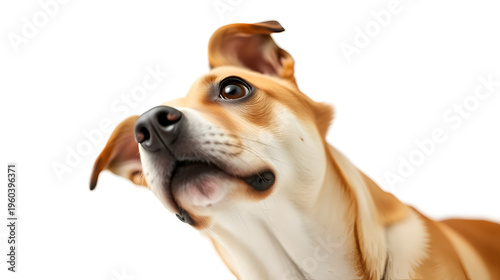 Curious dog looking up, head tilted, isolated on white.