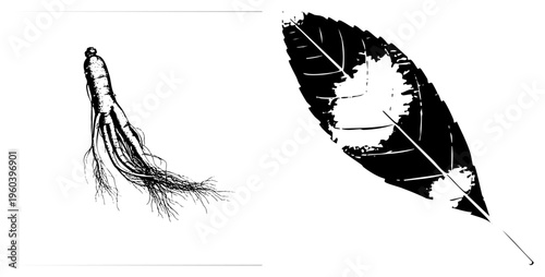 Ginseng root with fine rootlets and leaf with veined texture, botanical illustration, herbal medicine, traditional remedy, natural remedy, medicinal plant, isolated graphic.