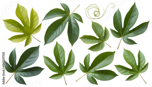 Green leaves and vine swirls foliage isolated on a transparent background