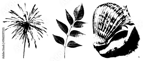 Vector illustrations of dandelion, leafy stem, and rendered in halftone texture, botanical and marine motifs, graphic design elements.