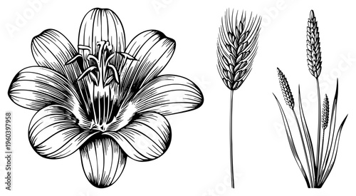 Botanical sketches of lily, wheat, grasses in fine black art with hatching. Ideal for vintage, eco, or educational use.