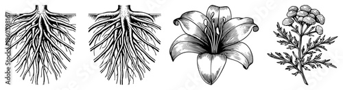 Scientific plant drawings showing root systems, lily bloom, feverfew flowers, intricate art, botanical study, natural forms, flora sketches, plant anatomy.