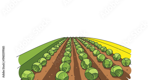 Field of Brussels Sprouts Growing in Rows, Agricultural Landscape Illustration