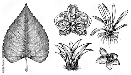 Detailed botanical sketches of leaf and orchid species, engraved art, plant anatomy, scientific illustration, flora study.