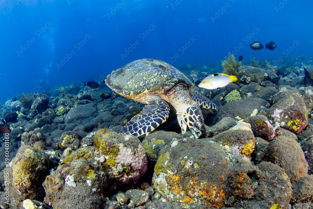 Fototapeta premium Close-up of a Hawksbill Sea Turtle eating among reef rocks and tropical fish