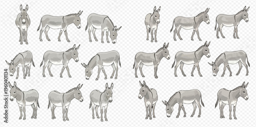 Set of gray donkeys in various poses, including standing, grazing, and looking forward, isolated on a transparent background.