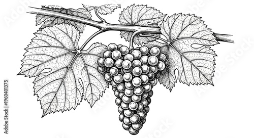 Vineyard Grapes Bunch Hanging on Branch with Leaves, Black and White Illustration