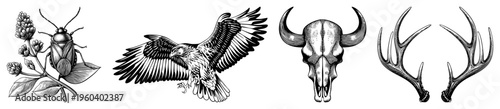 Four classic engraved illustrations beetle on flower, soaring eagle, bull skull, deer antlers all rendered in detailed art, ideal for tattoos, logos, or rustic designs.