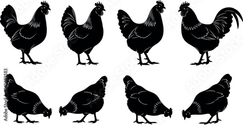 Chicken silhouettes vector illustration showing standing and feeding postures, farm animals, poultry concept, agriculture, livestock, bird behavior, rural life