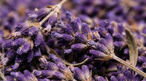 Dried lavender buds close-up with purple hues, aromatic herbal macro.
