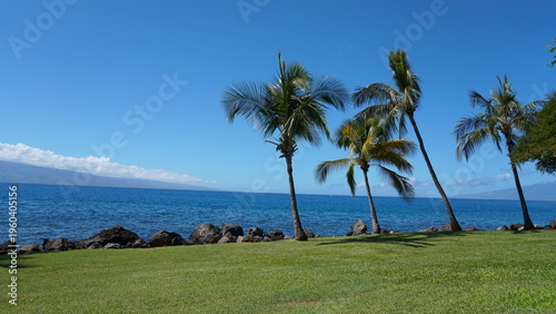 Tropical Paradise: Palm Trees of Hawaii