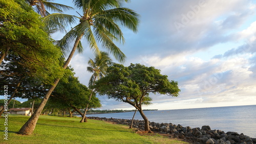 Tropical Paradise: Palm Trees of Hawaii
