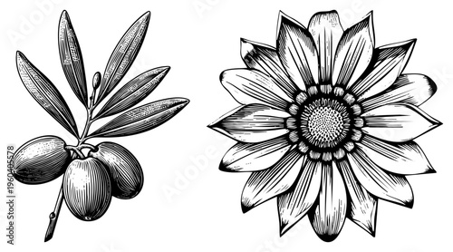 Botanical illustration of olive branch with olives and sunflower, engraved style, vector, rustic botanical art, natural elements.