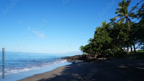 Tropical Paradise: Palm Trees of Hawaii