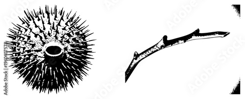 Stylized burrs with sharp spines and gnarled branch with bark texture, black and white vector art, botanical illustration, nature elements, isolated foreground.