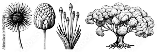 Detailed black and white botanical sketches of flora daisy, artichoke, iris buds, gnarled tree with textured foliage. Vintage engraved style, nature study, scientific illustration.