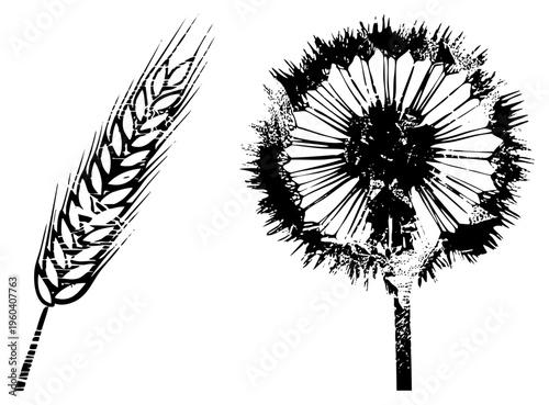 Graphic vector illustration of wheat stalk and dandelion seed head, botanical, rustic design, art, agricultural motifs.