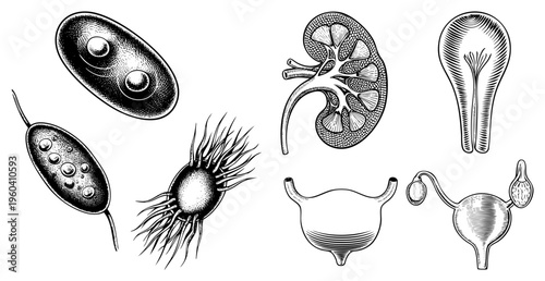 Medical vector diagram showing kidney anatomy and microscopic organisms, including amoeba, flagellates, and protozoa, rendered in halftone style for educational use.