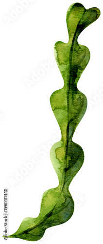 Vászonkép Watercolor green seaweed branch hand painted wavy aquatic plant