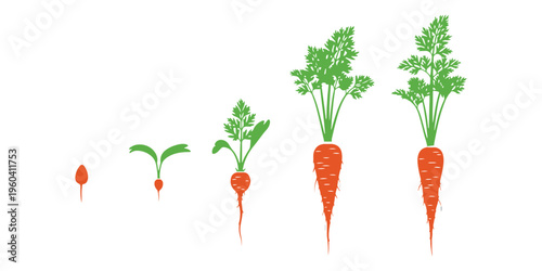 Growth progression of carrots illustrated on a white background.
