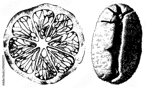Halftone vector art showing citrus pulp segments and coffee bean anatomy, botanical study, food science graphic, black and white stippled style.