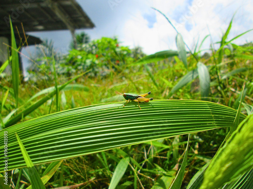 Foto Small grasshopper on green leaf blade