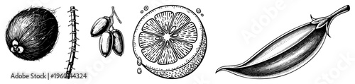 Coconut, date palm, citrus slice, eggplant, botanical illustrations, sketches, natural food elements, rustic style.