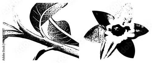 Artistic botanical illustration featuring leafy branch and flower, halftone print style, graphic design element, nature motif, vector silhouette.