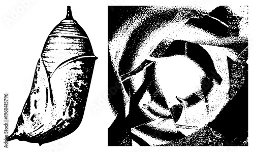 Chrysalis transforming into butterfly, pupa stage, metamorphosis artwork, halftone vector graphic, nature illustration, life cycle symbol.