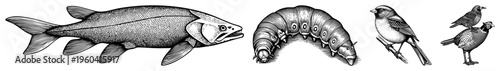 Vector wildlife sketches salmon fish, caterpillar insect, sparrow bird, quail bird, halftone dot, scientific illustration style, isolated foreground elements.