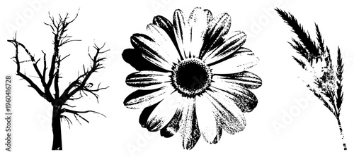 Stylized botanical illustrations in, featuring a daisy, leafless tree, and grass plumes, rendered with halftone texture and bold, ideal for graphic design or print.