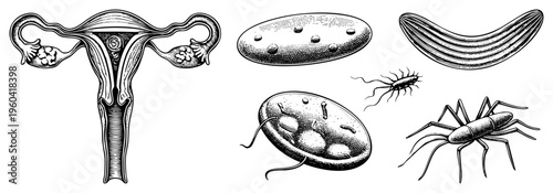 Medical diagram showing human female reproductive organs including ovaries and fallopian tubes, alongside microscopic parasites like amoeba and nematodes, rendered in classic engraving style.