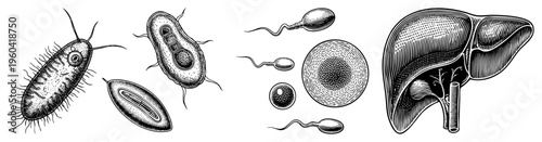 Detailed vector drawings of bacteria, sperm cells, egg cell, and liver organ structure, scientific educational diagrams, medical biology, cellular anatomy.