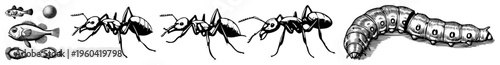 Vector illustration of ants and caterpillar with fish, detailed art, scientific drawing style, isolated foreground elements.