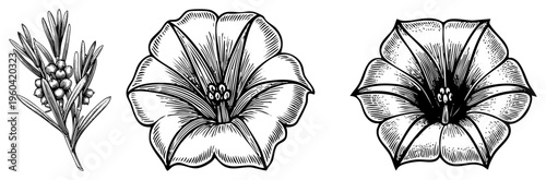 Detailed botanical sketches of rosemary sprig, trumpet flower, and morning glory bloom, rendered in classic engraved art style with hatching for depth and texture.