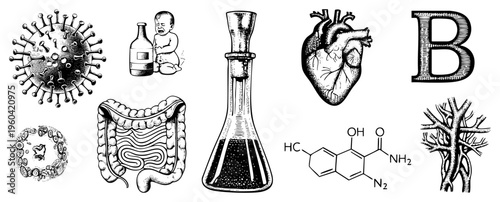 Scientific vector drawings of virus, human heart, intestines, lab flask, chemical formula, tree veins, and letter B all in detailed art for education or design.