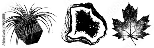 Vector art of potted air plant, section, maple leaf, halftone texture, isolated foreground, botanical study, nature sketch.