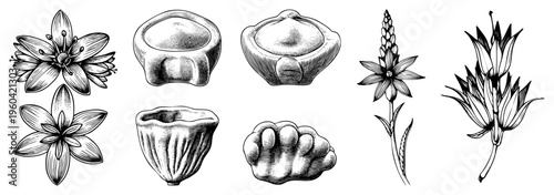 Detailed botanical sketches of flowering plants and seed pods, hand drawn with hatching, vintage engraving style, scientific illustration, nature study, flora collection.