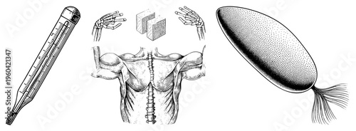 Classic mercury thermometer, human spine and ribcage anatomy, skeletal hands, dotted fan design vintage medical illustration set.