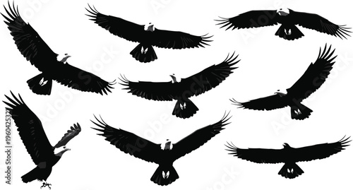 Eagle silhouettes collection, majestic birds in flight, soaring and gliding positions, wildlife illustration set, raptor vector art