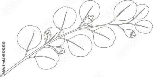 Minimalist line art illustration of a eucalyptus branch featuring round leaves and developing seed pods against a plain background.