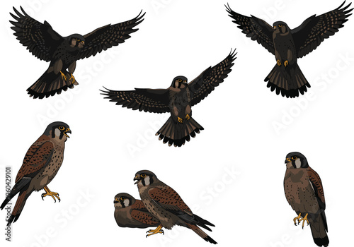 Falcon illustration set, raptor bird vector, perched and flying poses, wildlife design, unique predator clipart graphic