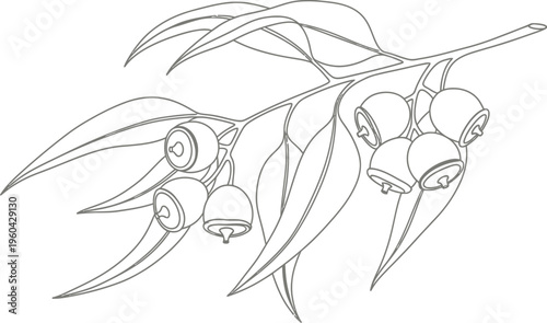 Elegant line art illustration of a eucalyptus branch with distinctive leaves and charming gumnuts, perfect for botanical and natural design projects.