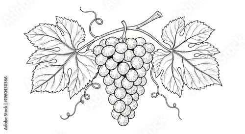 Vintage Grape Bunch with Leaves and Tendrils - Black and White Line Art Illustration