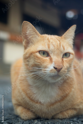 Cute ginger cat sitting on the ground and looking at something.